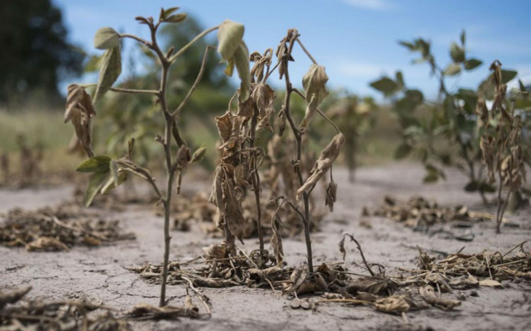 Es necesario acelerar la entrega de fondos a los productores afectados por la sequía