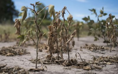 Es necesario acelerar la entrega de fondos a los productores afectados por la sequía