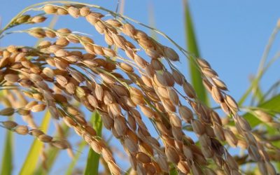 Semáforo: 6 actividades en verde, 8 en amarillo y 5 en rojo