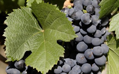 «Queremos integrar al pequeño productor y sumarlo a la cadena de valor»