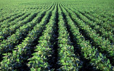 La medida transitoria no alcanzó a derramar sobre el primer eslabón de la cadena, el productor agropecuario