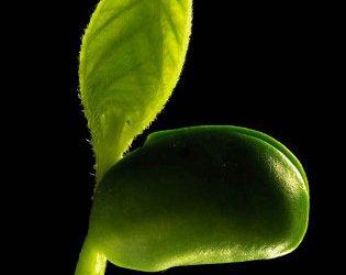 Preocupación por los productores santafesinos