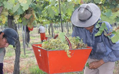 Preocupa la vendimia en Mendoza