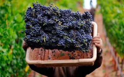 Nuevo semáforo de las Economías Regionales