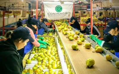 Exportaciones: desde Río Negro partió el primer envío de peras hacia Perú