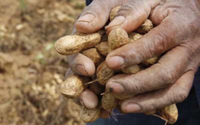 Nuevo semáforo de las Economías Regionales: crecimiento en maní y preocupación en la actividad lechera
