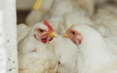 Informe del sector avícola: los argentinos consumen más de 43 kilos de pollo por año