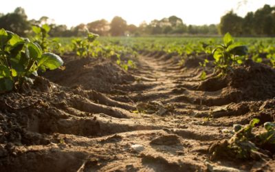 Coronavirus: Coninagro expresó ante la ONU su preocupación por la crisis sanitaria