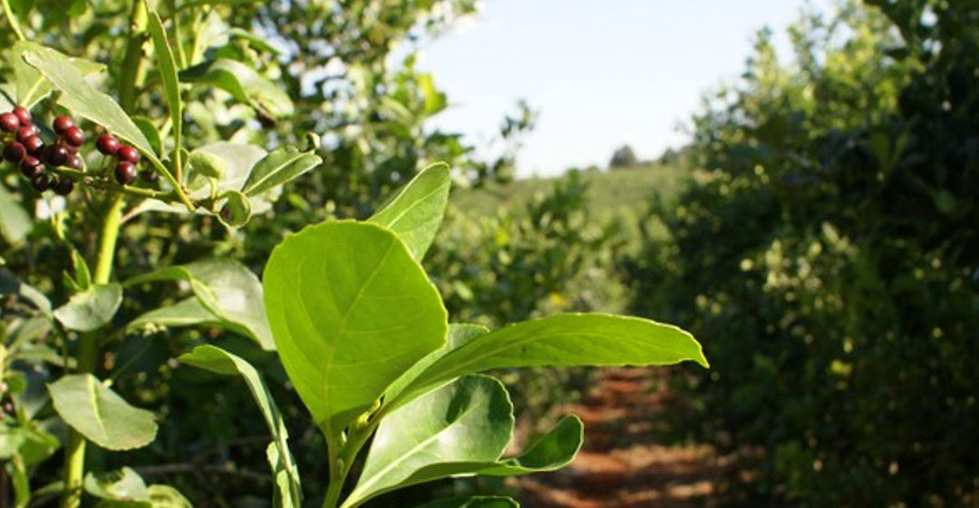 Del Sueldo al Plato ¿cuánto rinde el salario?