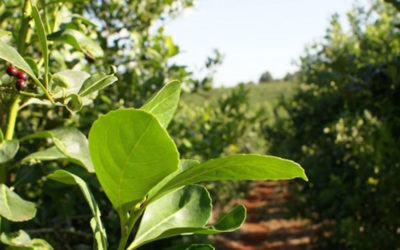 Del Sueldo al Plato ¿cuánto rinde el salario?