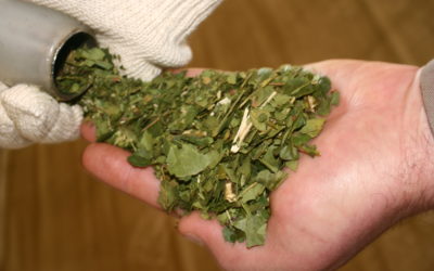 INFORME INSUMO – PRODUCTO