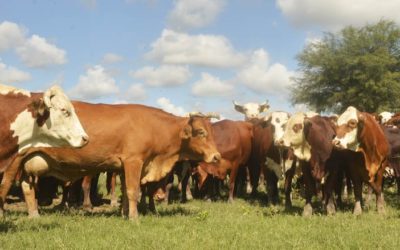 Indicadores ganaderos en tiempos de pandemia