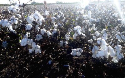 El algodón en plena cosecha: desde que sale del campo hasta ser un insumo básico para la salud