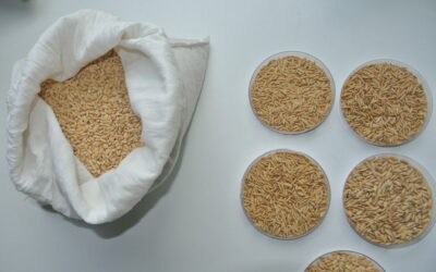 Crean una herramienta para la verificación de cultivares de arroz