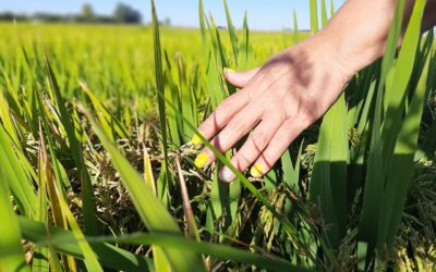 Se hace camino al andar