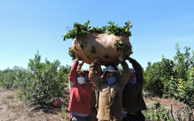 Saludo de Coninagro por el Día del Trabajo