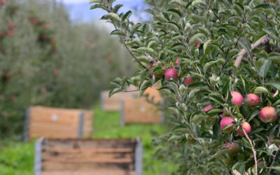 Las agroexportaciones generaron en los últimos 20 años el equivalente en dólares a dos veces y media de la deuda externa