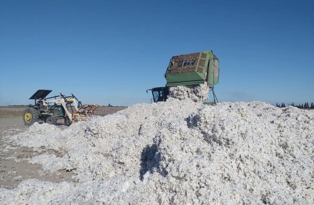 Preocupación de los productores por el aumento en los costos. En Chaco se superó el promedio de hectáreas plantadas de algodón. Lentamente se reinicia la exportación de peras a Rusia.+54% los precios al productor+90% los costos