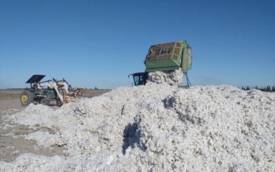 Preocupación de los productores por el aumento en los costos. En Chaco se superó el promedio de hectáreas plantadas de algodón. Lentamente se reinicia la exportación de peras a Rusia.