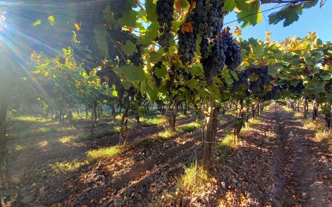 Prospera el mercado de vinos. Inquietud en productores de frutas y hortalizas