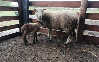 Emprendimiento cooperativo en Corrientes: incorporan genética para mejorar la calidad de la carne ovina