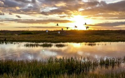 Coninagro y los humedales: «esta ley no apaga los incendios»