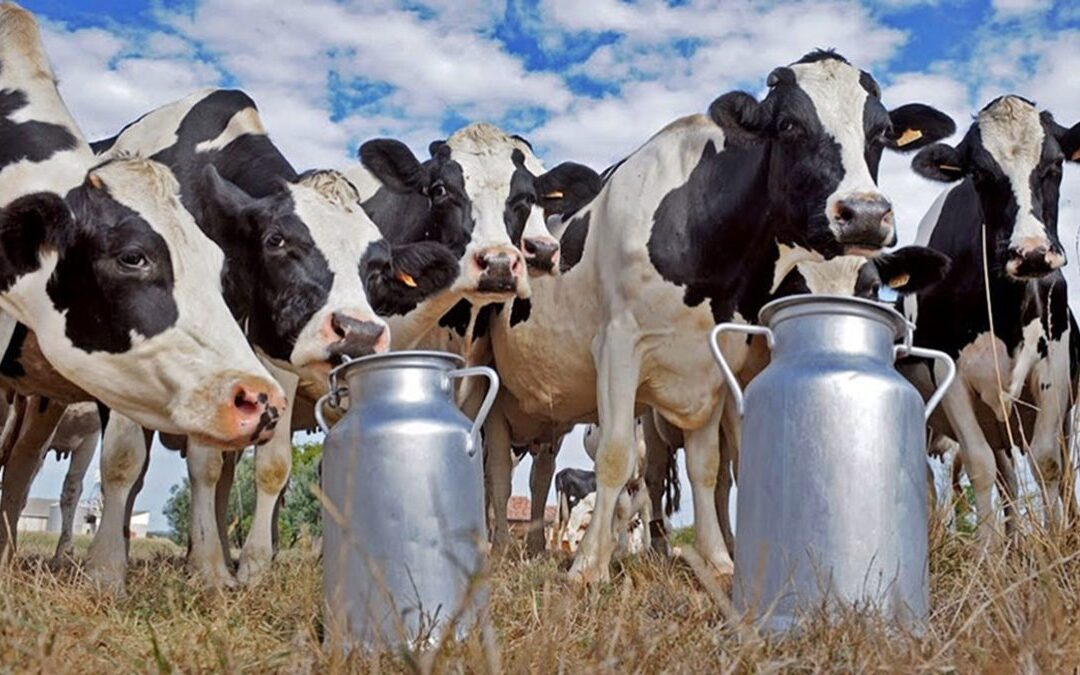 Crítica situación de la Lechería en Argentina