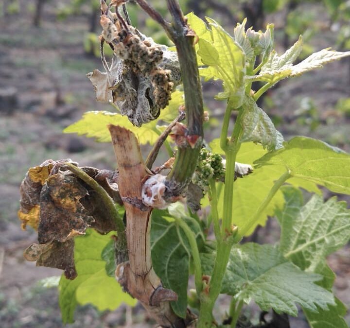 Según pronósticos se extenderá el impacto de la sequía