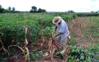 Preocupación en productores de mandioca: prevén escasez de materia prima a causa de la sequía