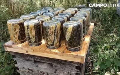 Productores de miel reclaman estar «relegados» por la presión del dólar