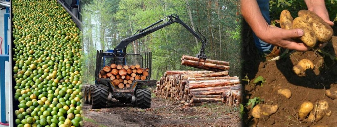 La producción de Misiones en alerta: piden intervención al gobernador tras la prohibición de glifosato