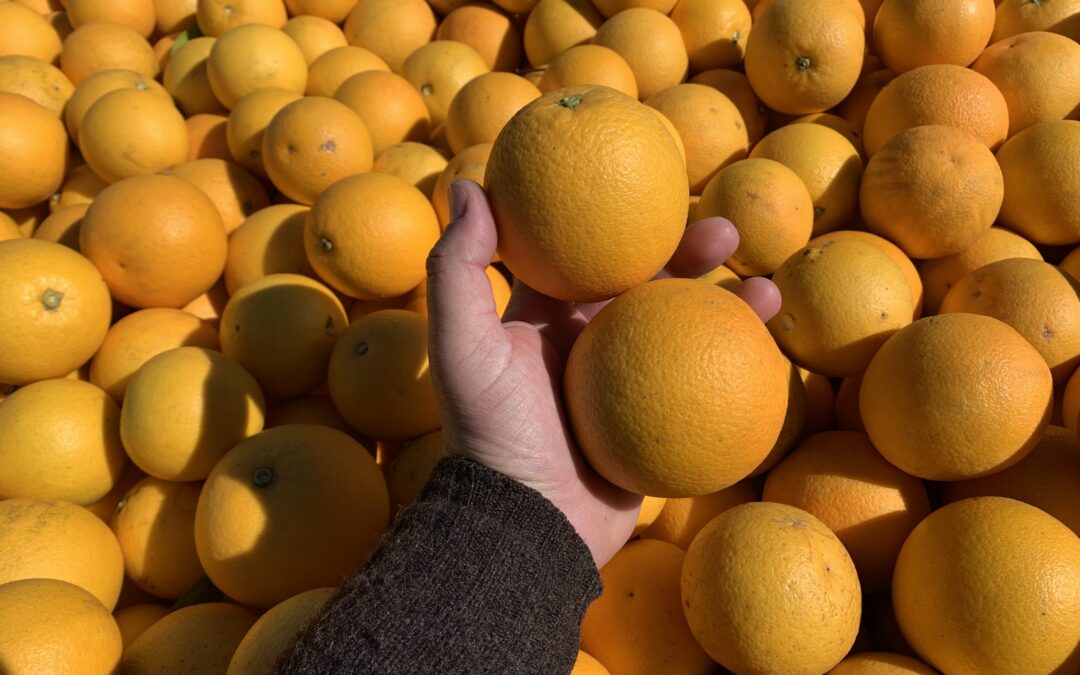 Producción cooperativa de naranjas: ¡del campo de Corrientes directo a tu mesa!
