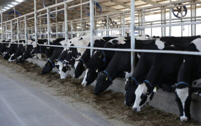 La lechería en primera persona: crisis, medidas insuficientes y desfinanciamiento