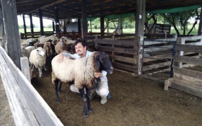 Producción cooperativa de ovinos en zonas “no tradicionales”, una alternativa de desarrollo local