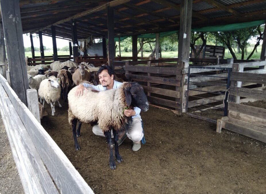 Producción cooperativa de ovinos en zonas “no tradicionales”, una alternativa de desarrollo local