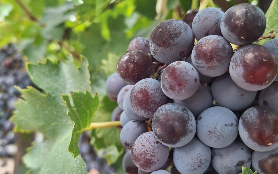 INFORME TÉCNICO: Semáforo de las Economías Regionales