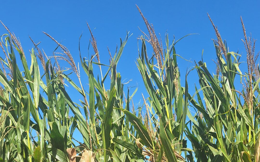 Políticas para facilitar las relaciones comerciales en pos del desarrollo económico