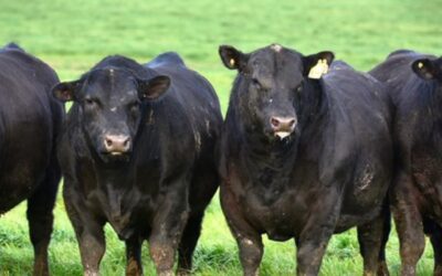 Mesa de Carnes: “El momento de actuar es ahora”