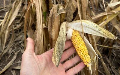 Complicada situación de productores por la «Chicharrita»