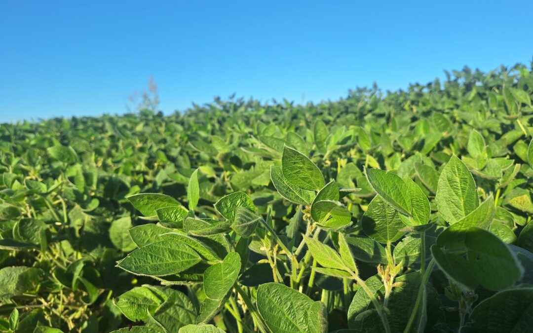 INFORME TÉCNICO: Semáforo de las economías regionales