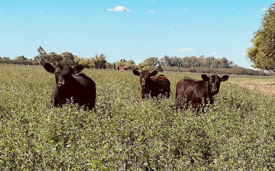 Consejo Consultivo de la Carne Bovina