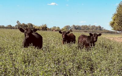 Consejo Consultivo de la Carne Bovina
