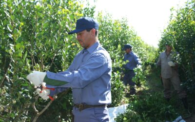 INFORME TÉCNICO: Semáforo de las Economías Regionales
