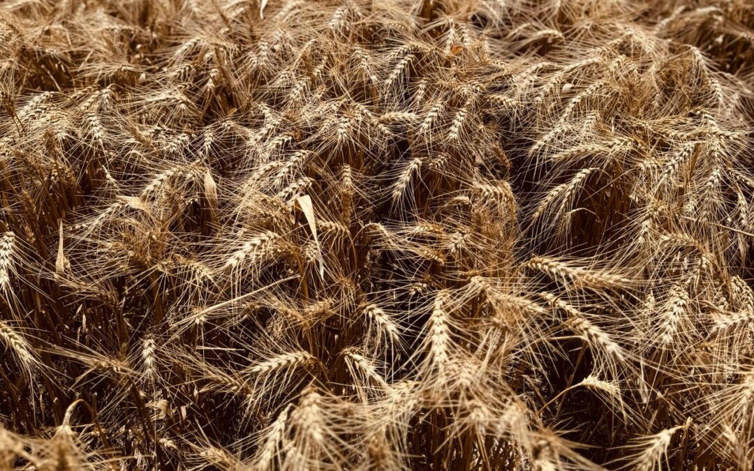 Informe Campaña Fina 24/25