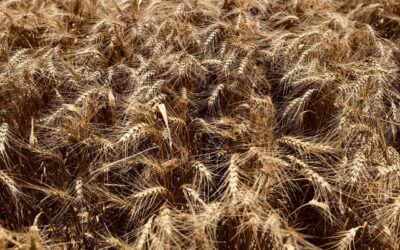 Informe Campaña Fina 24/25