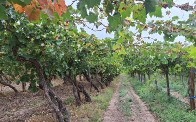 El sistema cooperativo en realidad siempre nos ha tenido contenidos