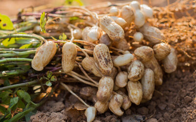 INFORME TÉCNICO: Semáforo de las Economías Regionales