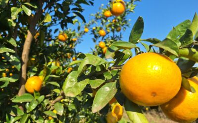 INFORME TÉCNICO: Semáforo de las Economías Regionales