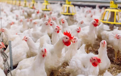 Informe sobre las Economías Regionales – Semáforo