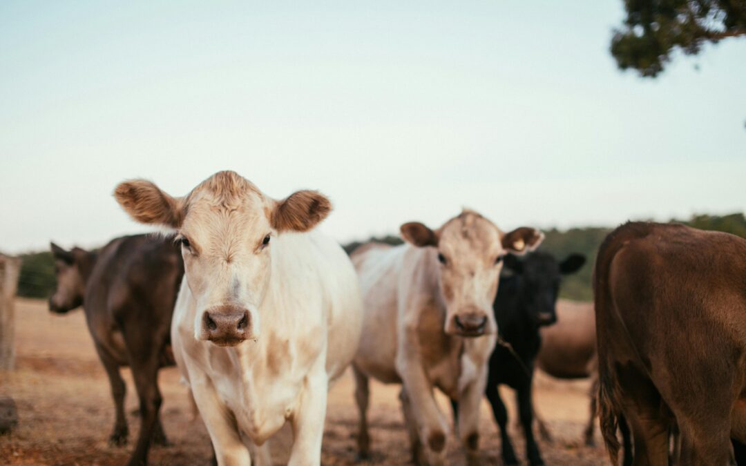 “La trazabilidad individual obligatoria y digital es un pilar sin el cual sería imposible construir el futuro” 
